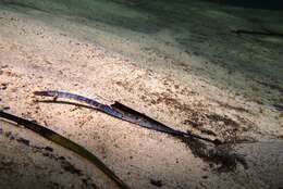 صورة Histiogamphelus briggsii McCulloch 1914