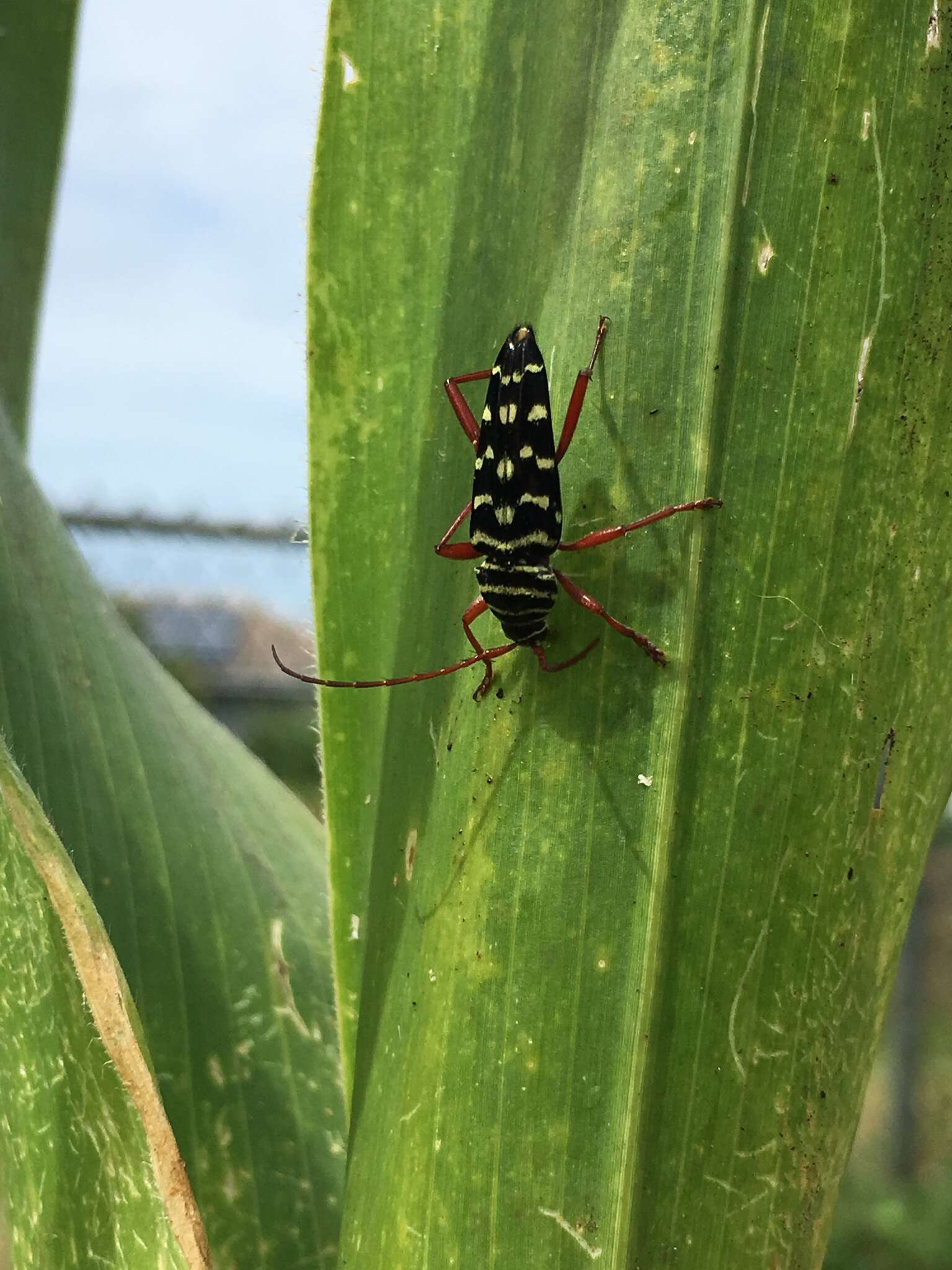 Imagem de Placosternus crinicornis (Chevrolat 1860)