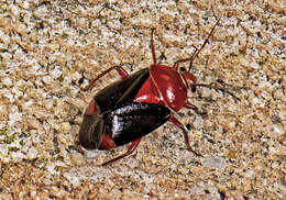 Sivun Neocapsus cuneatus Distant 1893 kuva