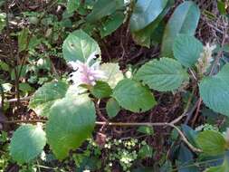 Image of Achyrospermum fruticosum Benth.