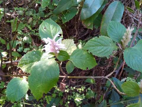 Image of Achyrospermum fruticosum Benth.