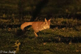 Image of East African Spring Hare