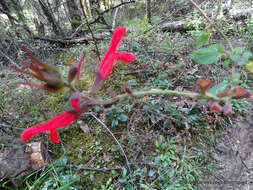 Imagem de Salvia fulgens Cav.