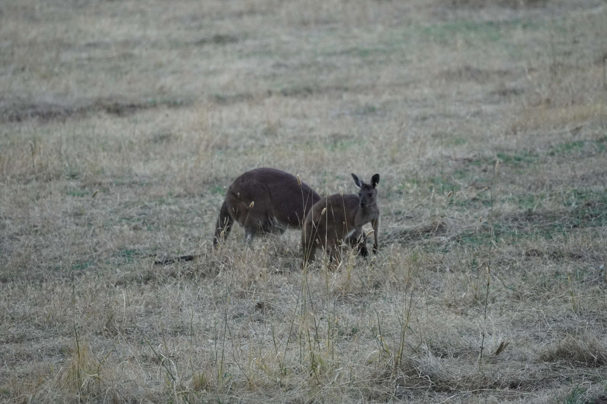 Macropus fuliginosus melanops Gould 1842 resmi