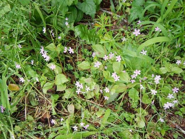 Image of Claytonia sibirica var. sibirica