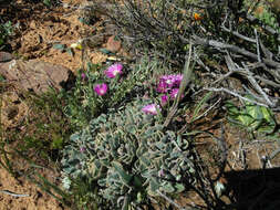 Image of Aloinopsis spathulata (Thunb.) L. Bol.