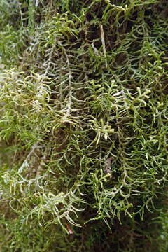 Image of Dendromastigophora flagellifera (Hook.) R. M. Schust.