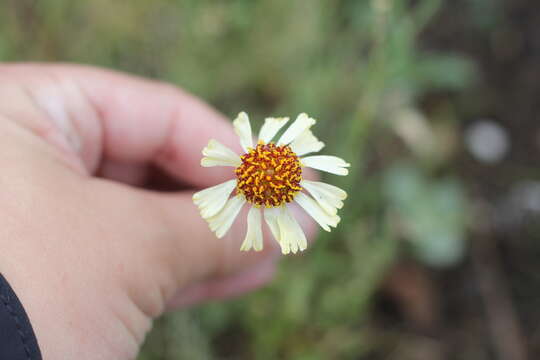 Image of Helenium radiatum (Less.) M. W. Bierner