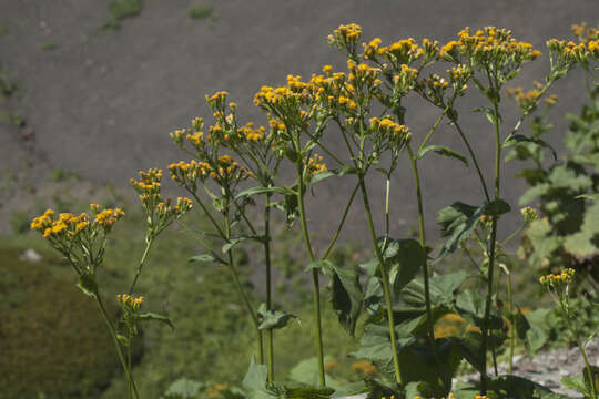 Image of Caucasalia pontica (K. Koch) Greuter