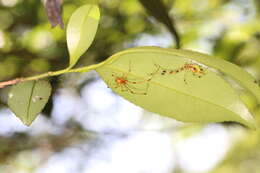 Image of Chrysso scintillans (Thorell 1895)