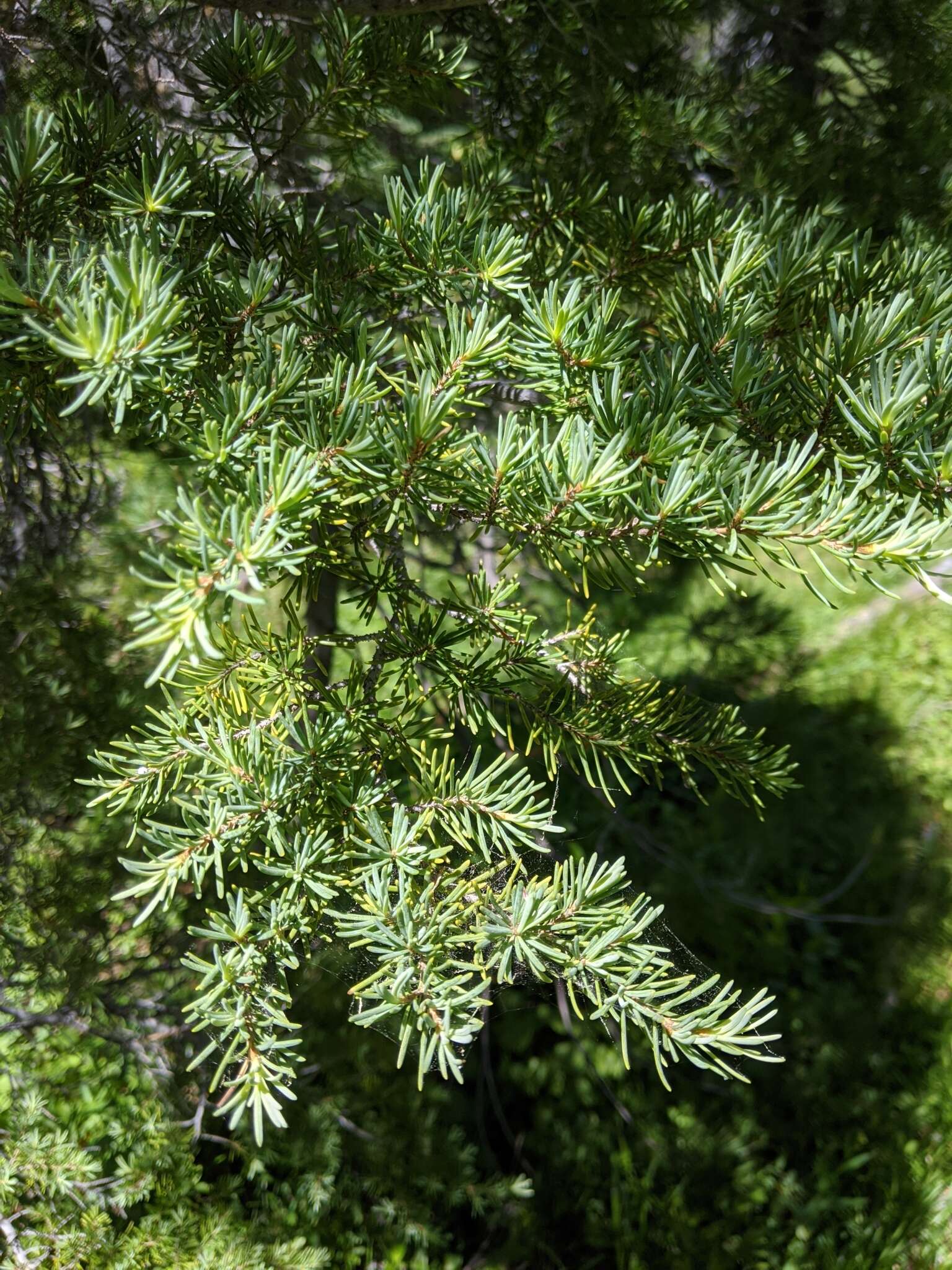 Image of Tsuga mertensiana subsp. grandicona Farjon