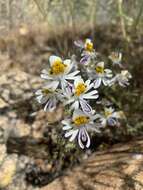 Imagem de Schizanthus pinnatus Ruiz & Pavón