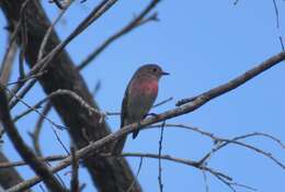 Petroica rosea Gould 1840 resmi