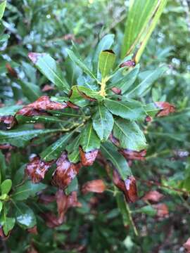 Image of Xylella fastidiosa