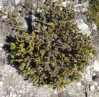 Image of Agathosma eriantha (Steud.) Steud.