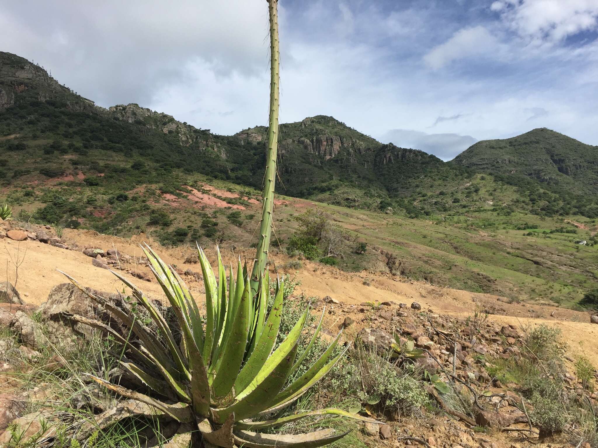 Sivun Agave ghiesbreghtii Verschaff. kuva