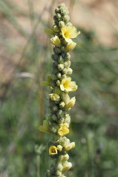 Image of Verbascum litigiosum Samp.