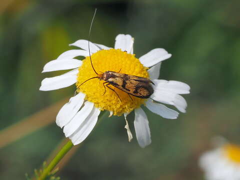 Image of Nemophora pfeifferella