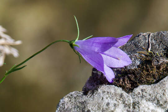 Plancia ëd Campanula intercedens Witasek