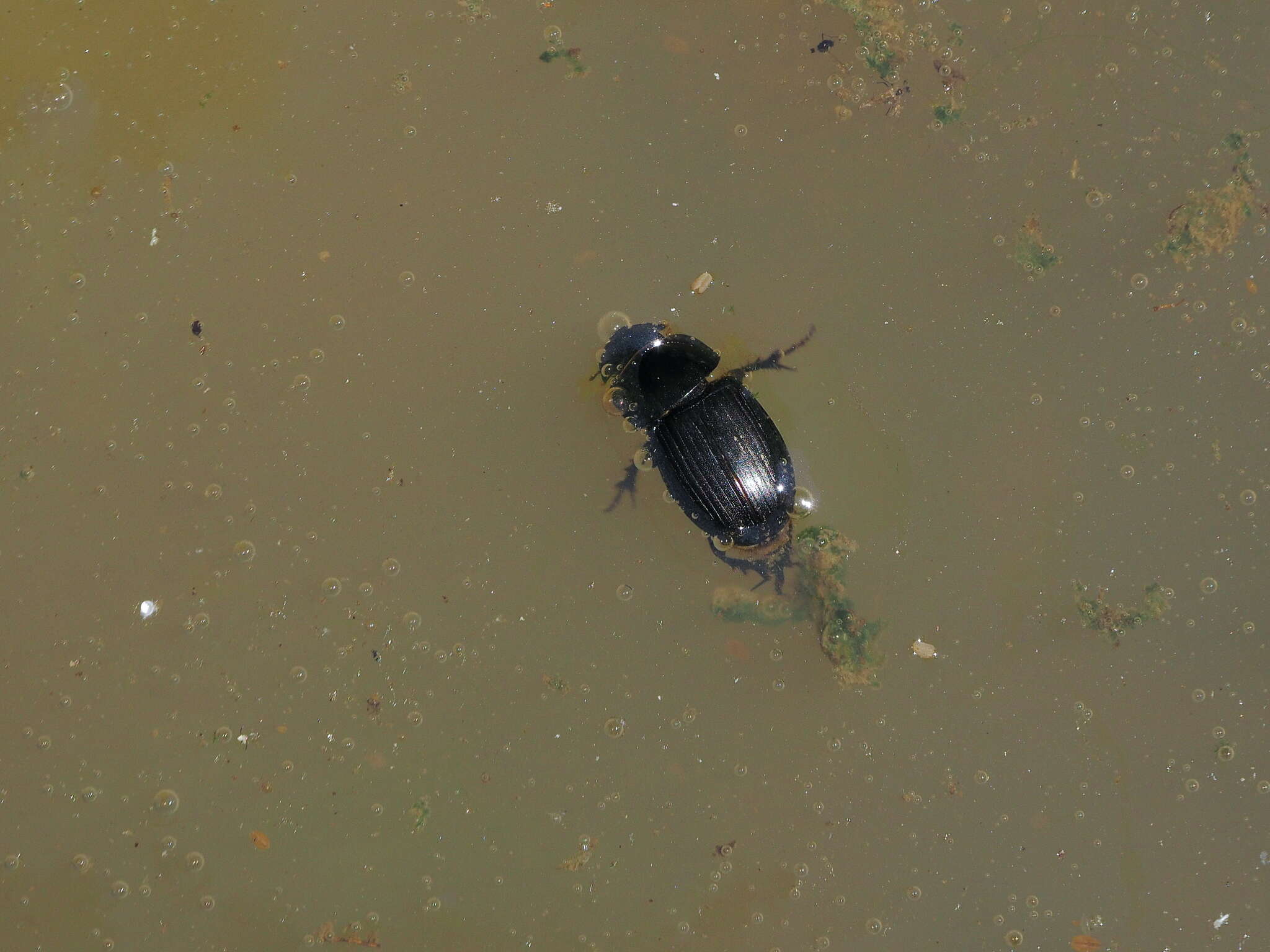 Image of Acrossus planicollis (Reitter 1890)