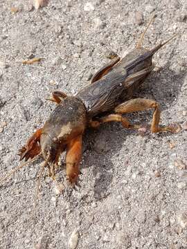 Image of European Mole Cricket