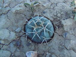 Image of Coryphantha poselgeriana (A. Dietr.) Britton & Rose