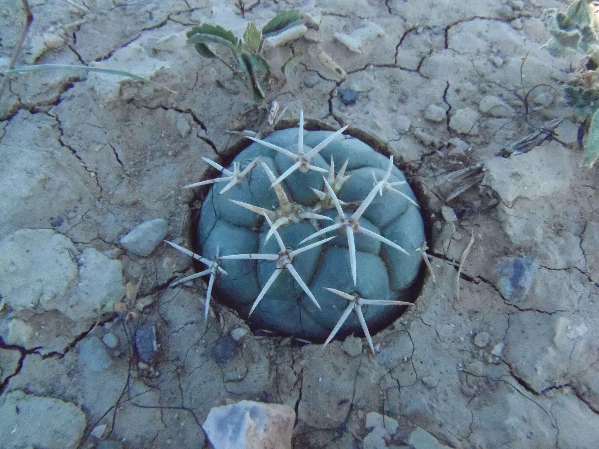 Image of Coryphantha poselgeriana (A. Dietr.) Britton & Rose