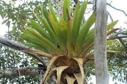 Image of Tillandsia fendleri Griseb.