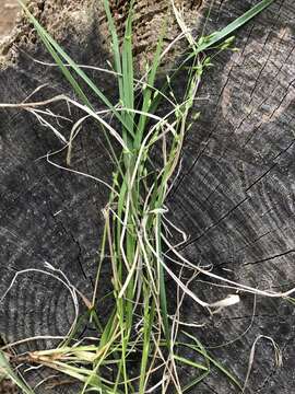 Imagem de Panicum depauperatum Muhl.