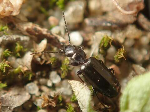 Microlestes minutulus (Goeze 1777) resmi