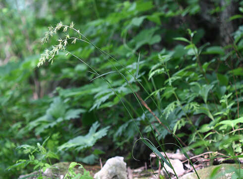 Imagem de Elymus coreanus Honda