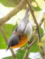 Image of Flame-throated Warbler