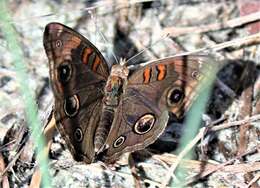 Image of Junonia stemosa