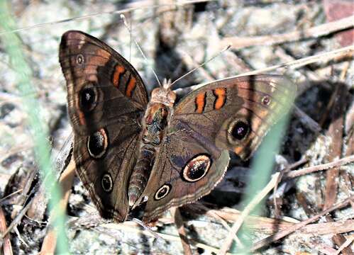 Sivun Junonia stemosa kuva