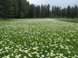 Image of White-Ray Mule's-Ears