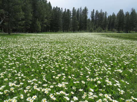 Image of White-Ray Mule's-Ears