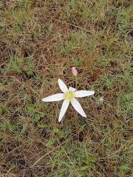 Imagem de Zephyranthes mesochloa Herb. ex Lindl.