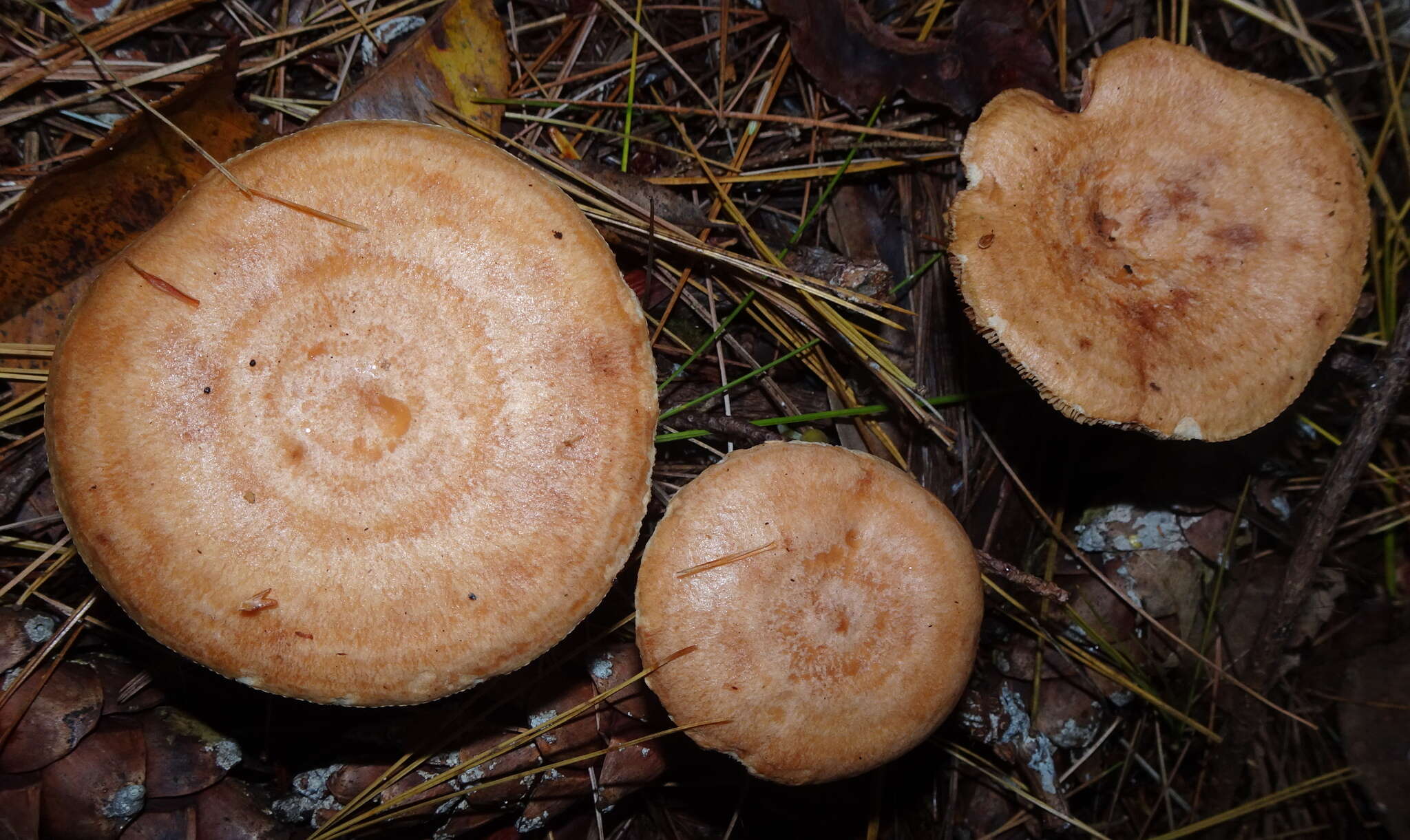 Image of Lactarius vinaceorufescens A. H. Sm. 1960