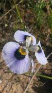 Image of Peacock moraea