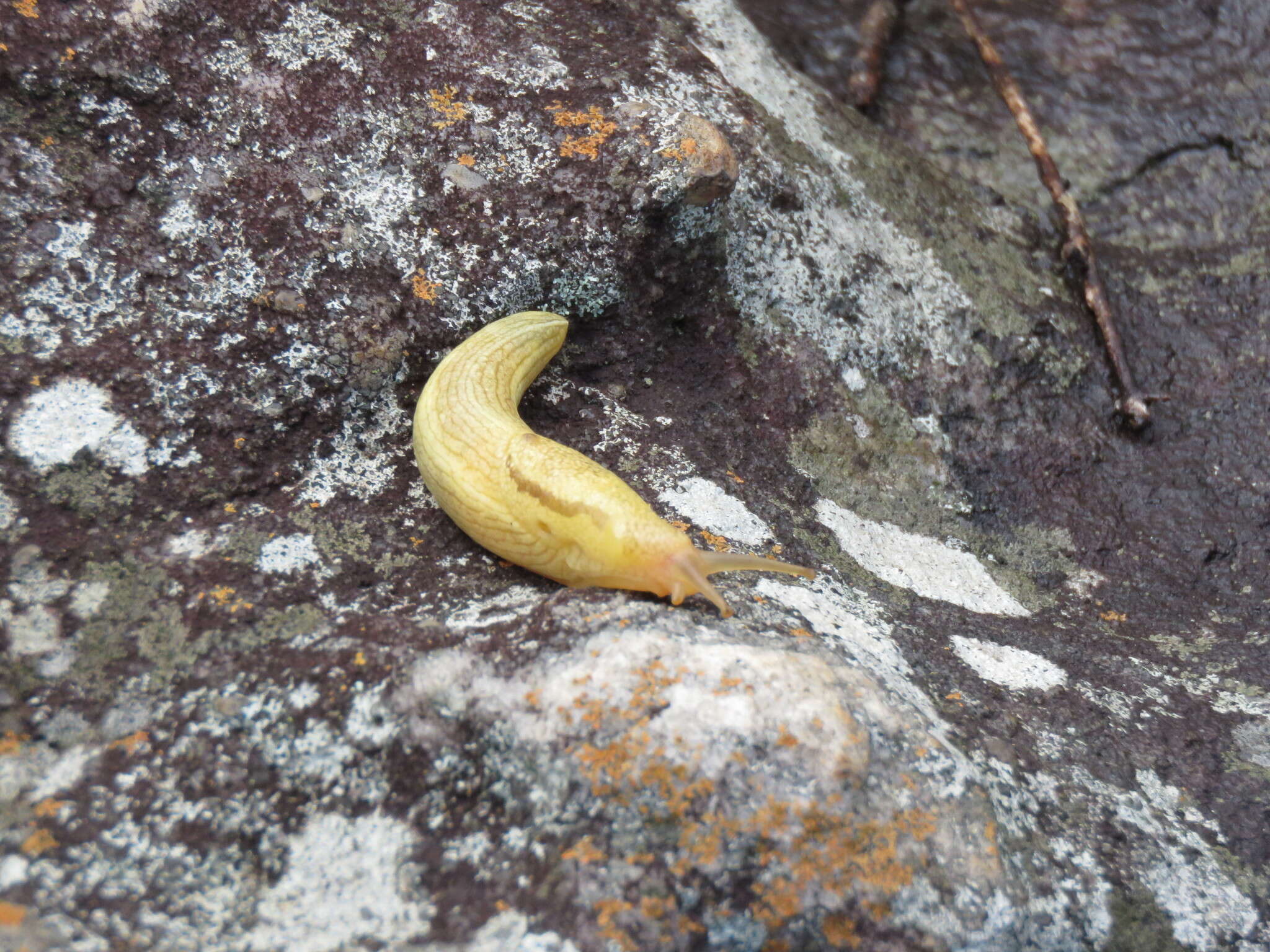 Image of Elisolimax flavescens (Keferstein 1866)