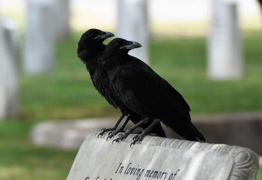 Image of Chihuahuan Raven