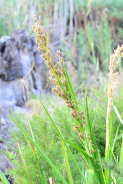 Plancia ëd Carpha glomerata Nees