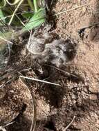 Image of African Horned Baboon Tarantula