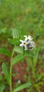 Image of Lithospermum distichum Ortega