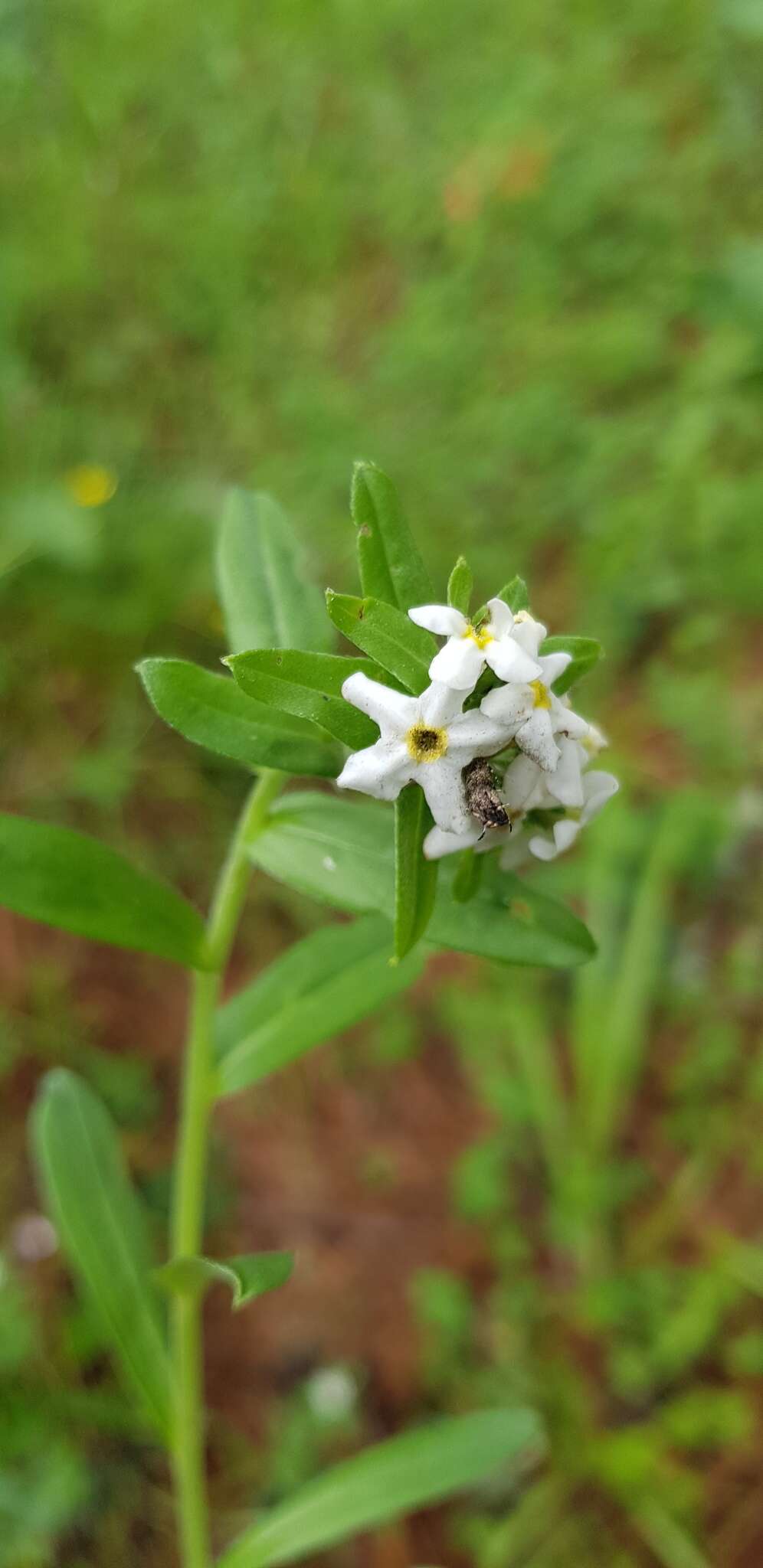 Image of Lithospermum distichum Ortega