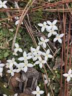 Image of roundleaf bluet