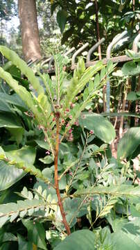 Image of tropical leaf-flower