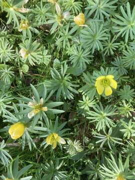 صورة <i>Eranthis cilicica</i>