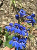 Image of Blue Penstemon