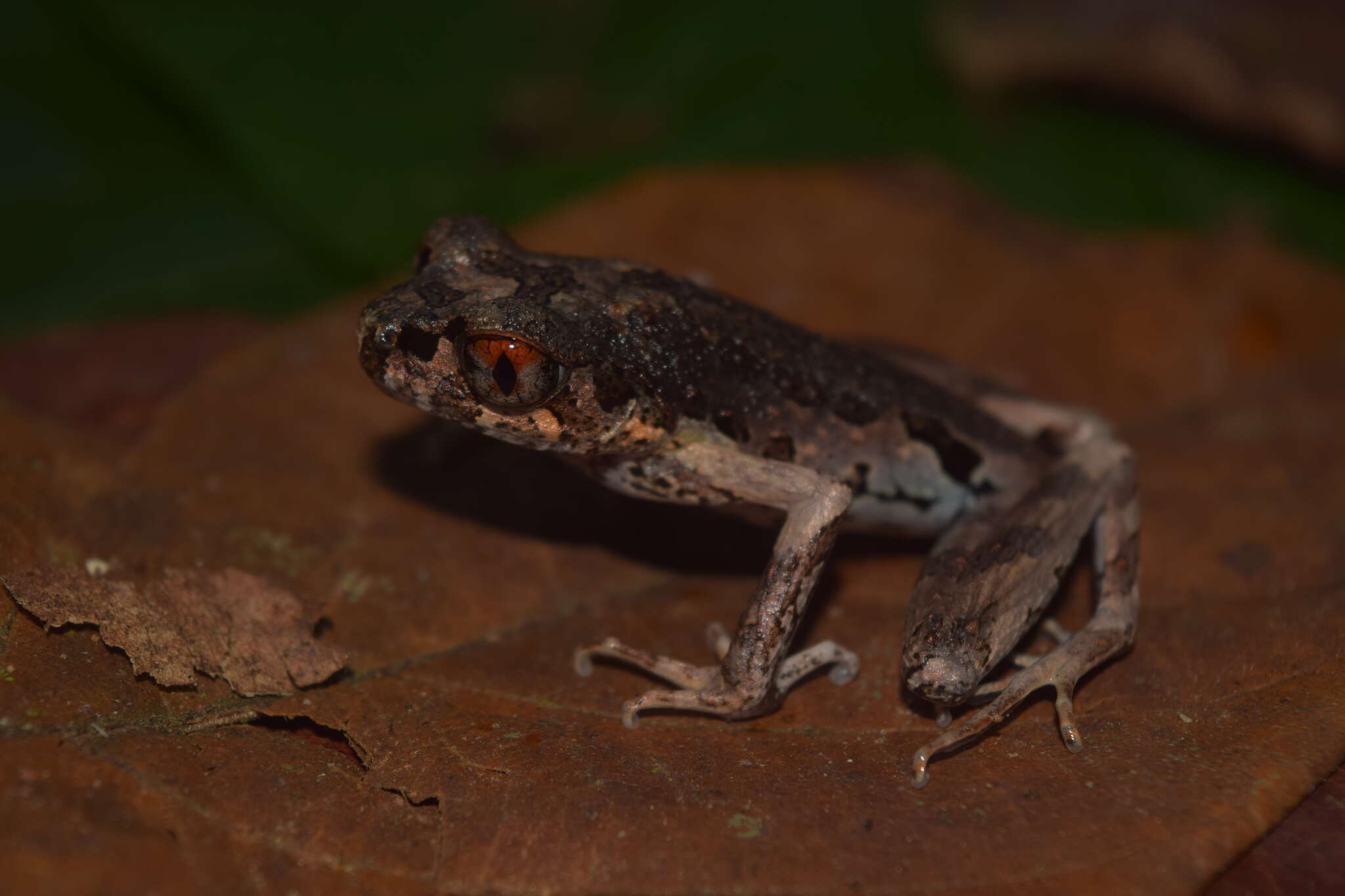 Image of Gracile Litter Frog